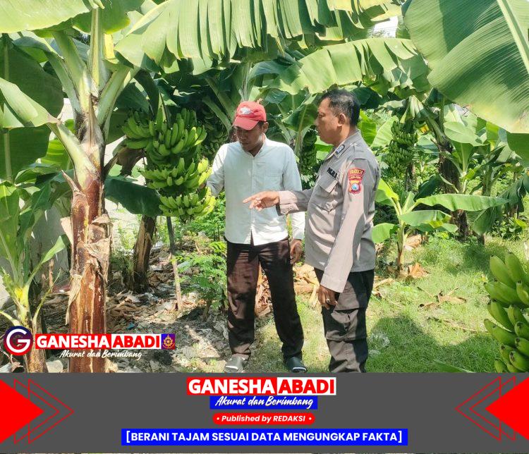 Dukung Program Asta Cita Bidang Ketahanan Pangan Bhabinkamtibmas Desa Kalanganyar Kunjungi Lahan Tanaman Pisang 