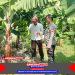 Dukung Program Asta Cita Bidang Ketahanan Pangan Bhabinkamtibmas Desa Kalanganyar Kunjungi Lahan Tanaman Pisang