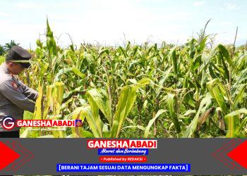 Kapolsek Tarik Polresta Sidoarjo Tinjau Tanaman Jagung Siap Panen Raya, Wujud Keberhasilan Ketahanan Pangan
