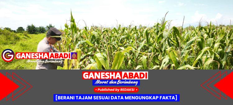 Kapolsek Tarik Polresta Sidoarjo Tinjau Tanaman Jagung Siap Panen Raya, Wujud Keberhasilan Ketahanan Pangan