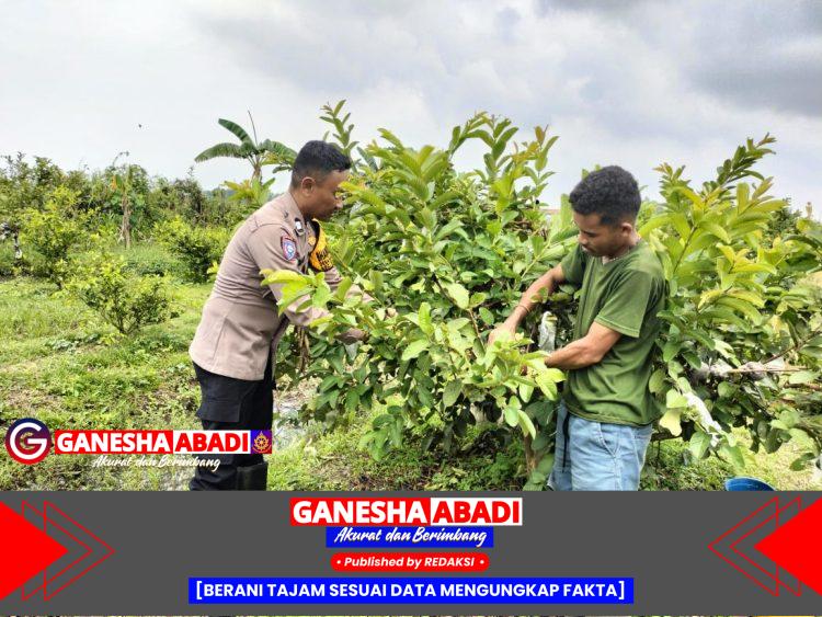Dukung Program Asta Cita dan Ketahanan Pangan, Bhabinkamtibmas Desa Sambibulu Kunjungi Perkebunan Jambu Warga
