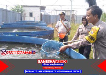 Dukung Ketahanan Pangan, Bhabinkamtibmas Bersama Pemdes dan Gapoktan Tinjau Peternakan Ikan Nila Merah