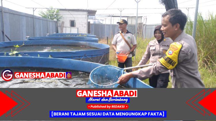 Dukung Ketahanan Pangan, Bhabinkamtibmas Bersama Pemdes dan Gapoktan Tinjau Peternakan Ikan Nila Merah