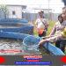 Dukung Ketahanan Pangan, Bhabinkamtibmas Bersama Pemdes dan Gapoktan Tinjau Peternakan Ikan Nila Merah
