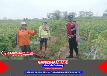 Optimalisasi Ketahanan Pangan Polresta Sidoarjo di Desa Kebakalan Porong
