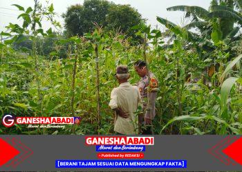 Wujud kepedulian terhadap ketahanan pangan nasional, Bhabinkamtibmas Kwangsan Sambangi Pekarangan Warga.