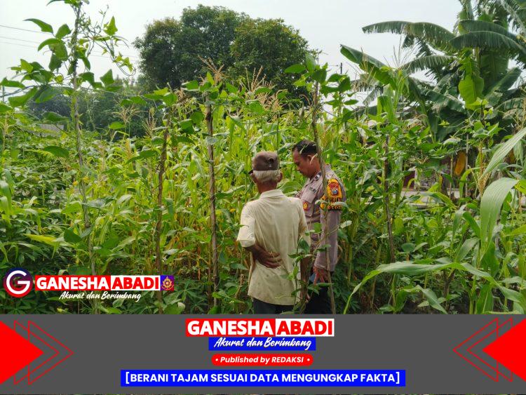 Wujud kepedulian terhadap ketahanan pangan nasional, Bhabinkamtibmas Kwangsan Sambangi Pekarangan Warga.