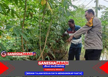 Dorong Kemandirian Pangan, Bhabinkamtibmas Polsek Tarik Tinjau Perkebunan Singkong Warga