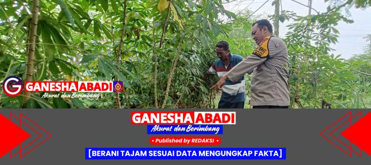 Dorong Kemandirian Pangan, Bhabinkamtibmas Polsek Tarik Tinjau Perkebunan Singkong Warga