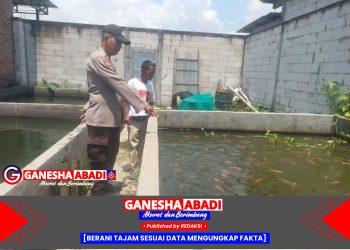 Dukung Ketahanan Pangan, Bhabinkamtibmas Tarik Sidoarjo Sambangi Peternak Ikan Nila