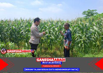 Polisi Cinta Petani, Bhabinkamtibmas Tarik Pantau Tanaman Jagung Warga Gempolklutuk
