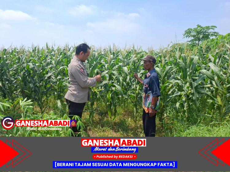 Polisi Cinta Petani, Bhabinkamtibmas Tarik Pantau Tanaman Jagung Warga Gempolklutuk