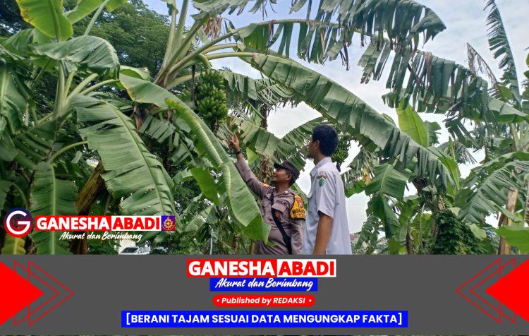 Bhabinkamtibmas Polsek Taman Dorong Ketahanan Pangan Warga, Dukung Visi Asta Cita Presiden Prabowo