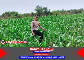 Bhabinkamtibmas Polsek Tarik Cek Ketahanan Pangan Jagung di Tengah Musim Pancaroba