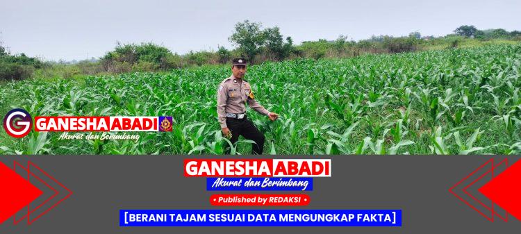 Bhabinkamtibmas Polsek Tarik Cek Ketahanan Pangan Jagung di Tengah Musim Pancaroba