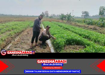 Bhabinkamtibmas Polsek Tarik Sambangi Petani Kangkung, Dukung Asta Cita Presiden RI