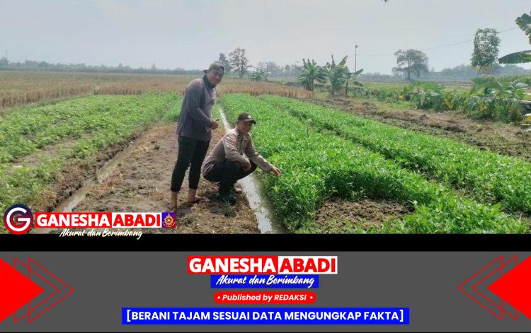 Bhabinkamtibmas Polsek Tarik Sambangi Petani Kangkung, Dukung Asta Cita Presiden RI