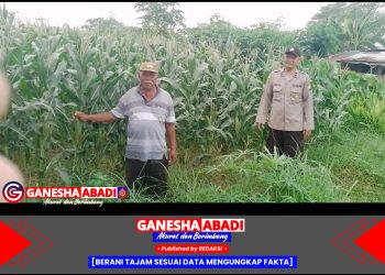 Bhabinkamtibmas Polsek Tarik Polresta Sidoarjo Tinjau Pertembuhan Tanaman Jagung di Wilayah Binaan