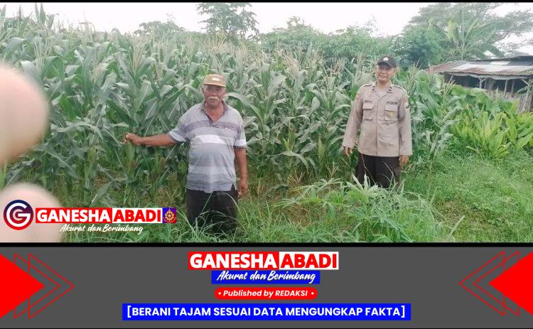 Bhabinkamtibmas Polsek Tarik Polresta Sidoarjo Tinjau Pertembuhan Tanaman Jagung di Wilayah Binaan