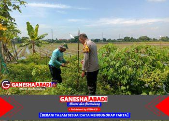 Panen Cabai Bersama Petani, Bhabinkamtibmas Aipda Adi, Wujudkan Ketahanan Nasional di Desa Sidokepung