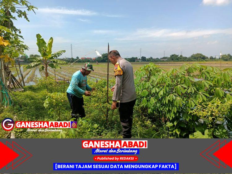 Panen Cabai Bersama Petani, Bhabinkamtibmas Aipda Adi, Wujudkan Ketahanan Nasional di Desa Sidokepung