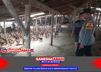 Wujudkan Ketahanan Nasional, Polisi Cinta Petani Polsek Gedangan Kunjungi Peternakan Bebek di Kragan