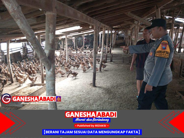 Wujudkan Ketahanan Nasional, Polisi Cinta Petani Polsek Gedangan Kunjungi Peternakan Bebek di Kragan