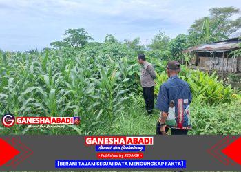 Giat Tanam Cabai, Bhabinkamtibmas Polsek Tarik Polresta Sidoarjo Ajak Warga Tak Biarkan Lahan Kosong