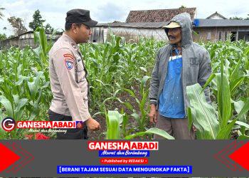 Bhabinkamtibmas Aipda Hartono Dampingi Petani Jagung Wujudkan Swasembada Pangan di Desa Prasung