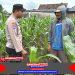 Bhabinkamtibmas Aipda Hartono Dampingi Petani Jagung Wujudkan Swasembada Pangan di Desa Prasung