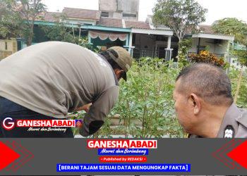 Aiptu Sulaiman Monitoring Tanaman Tomat Milik Warga Dukung Ketahanan Pangan Nasional