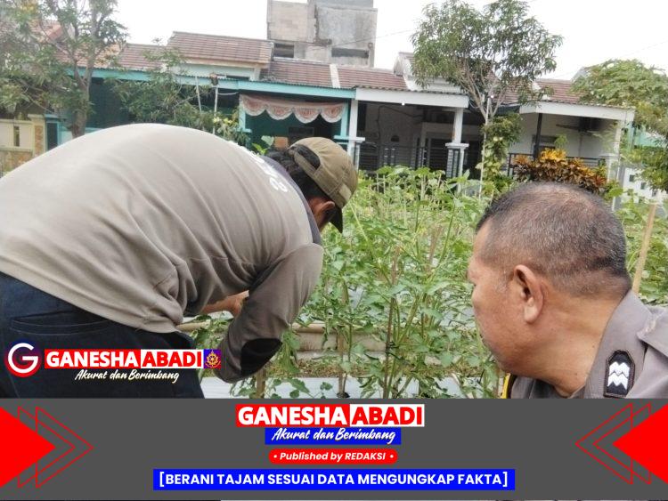 Aiptu Sulaiman Monitoring Tanaman Tomat Milik Warga Dukung Ketahanan Pangan Nasional 