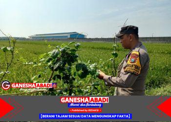 Terapkan Pola Tumpangsari, Bhabinkamtibmas Polsek Buduran Dukung Ketahanan Pangan Warga Desa Sidokepung