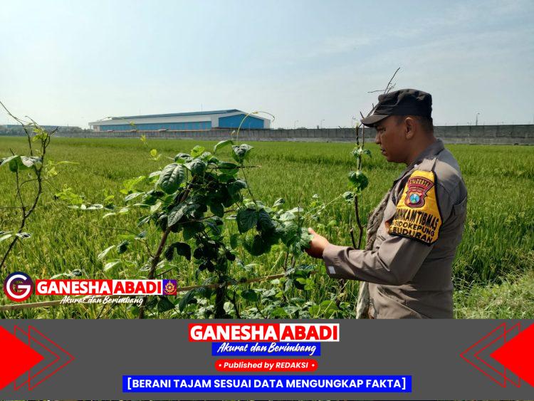 Terapkan Pola Tumpangsari, Bhabinkamtibmas Polsek Buduran Dukung Ketahanan Pangan Warga Desa Sidokepung