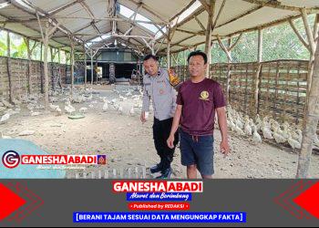 Bhabinkamtibmas Polsek Tarik Laksanakan Pemantauan Berkala di Peternakan Bebek Milik Warga