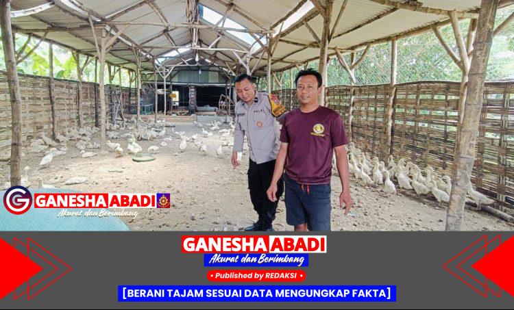 Bhabinkamtibmas Polsek Tarik Laksanakan Pemantauan Berkala di Peternakan Bebek Milik Warga