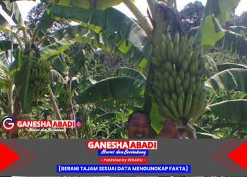 Pisang Ngelo Terserap Program MBG, Harapan Baru Petani Tulungagung
