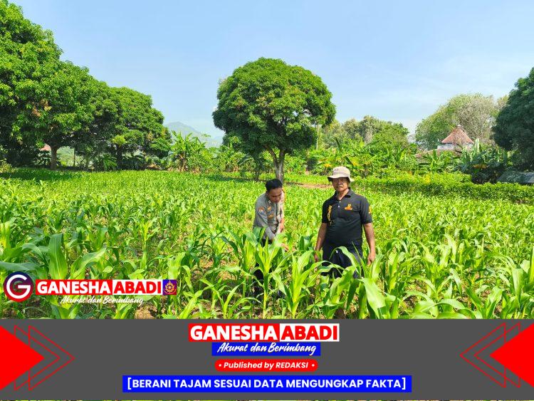 Pantau lahan jagung pok tani sinarjaya kecamatan.puloampel Desa sumranja oleh Bhabinkamtibmas Polsek Puloampel