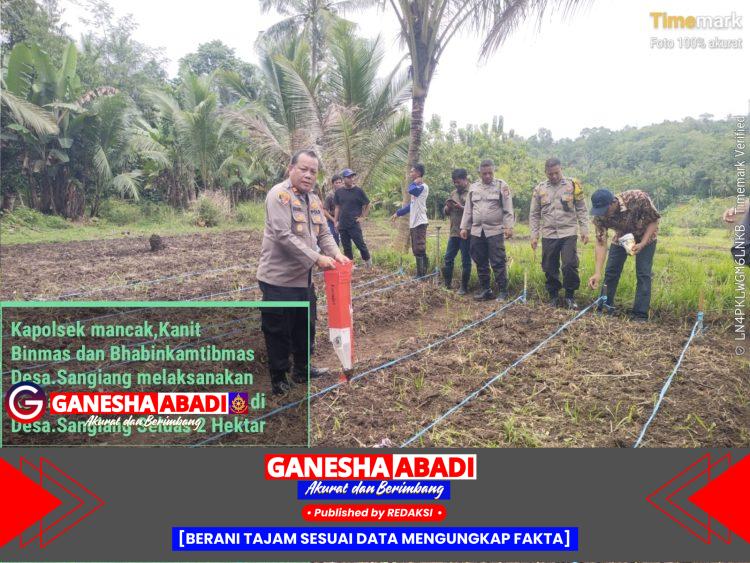 Bhabinkamtibmas Polsek Mancak Sambang dan Monitoring Penanaman Jagung Hibrida