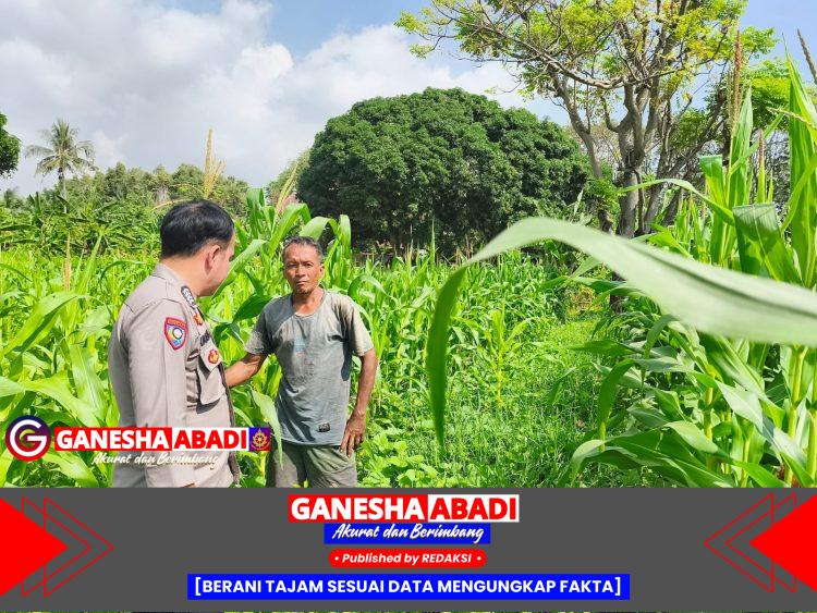 Bhabinkamtibmas Polsek Puloampel Pantau Lahan Jagung Poktan Sinarjaya