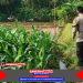 Bhabinkamtibmas Polsek Puloampel Pantau Lahan Jagung Kelompok Tani Sinar Jaya di Desa Sumuranja