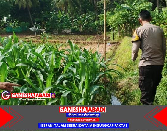 Bhabinkamtibmas Polsek Puloampel Pantau Lahan Jagung Kelompok Tani Sinar Jaya di Desa Sumuranja
