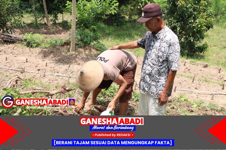 Aipda Januri Sulap Lahan Kosong Jadi Sumber Pangan Melalui Budidaya Singkong