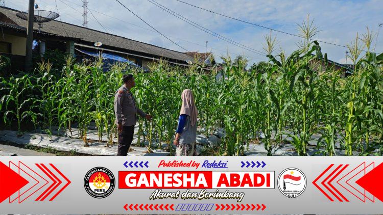 Kontrol Pertumbuhan Tanaman Jagung, Bhabinkamtibmas Polsek Pulomerak Gandeng Poktan Gerem