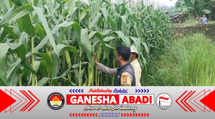 Bhabinkamtibmas Rutin Monitoring Perkembangan Tanaman Jagung Dukung Program Ketahanan Pangan Nasional