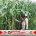 Bhabinkamtibmas Rutin Monitoring Perkembangan Tanaman Jagung Dukung Program Ketahanan Pangan Nasional
