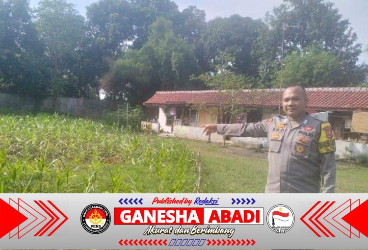 Implementasi Program Asta Cita, Personel Bhabinkamtibmas Polsek Cibeber Monitoring Perkebunan Jagung