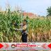 Bhabinkamtibmas Terjun Langsung ke Kebun Petani Jagung, Wujud Dukungan Polri terhadap Ketahanan Pangan