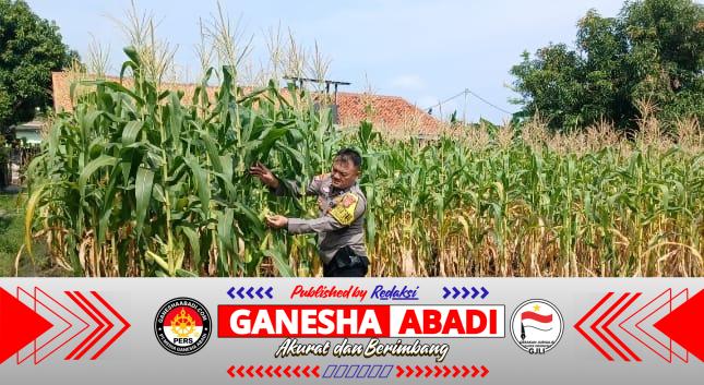 Bhabinkamtibmas Terjun Langsung ke Kebun Petani Jagung, Wujud Dukungan Polri terhadap Ketahanan Pangan