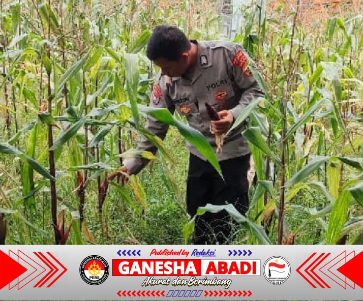 Bripka Agustoni, Bhabinkamtibmas Polsek Purwakarta Bantu Petani Panen Jagung di Kotabumi